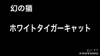 幻の猫 ホワイトタイガーキャットに和歌山〔加太〕にて遭遇！！慌ててカメラを回す【貴重映像】