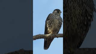 Gorgeous young peregrine falcon makes eye contact with me!! ❤️ #peregrinefalcon #short #shorts