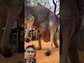 Anak kangguru nya lucu #animals #funny #animallover #elephant #shortvideo #reactionvideo