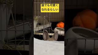 【うさぎ】顔だけチラリ覗かせると誰でも可愛くなれるらしい‼︎