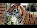 Tigers reaction to a Puppy outside the gate !