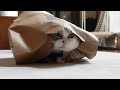 気持ちいいほど豪快に紙袋を破るねこ。 it feels great watching maru tears paper bag boldly.