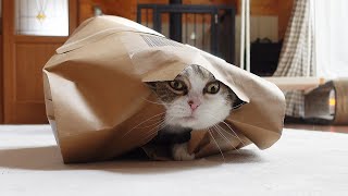 気持ちいいほど豪快に紙袋を破るねこ。-It feels great watching Maru tears paper bag boldly.-