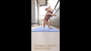 【運動音痴のシニア犬】ボールをキャッチではなく、キスしてどうすんの？(笑)　#Shorts