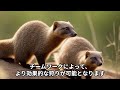 マングースの生態学：知られざる一面に迫る！