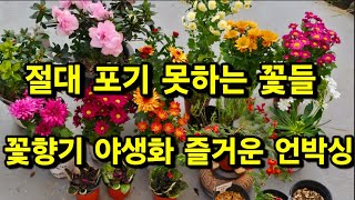 #꽃향기 야생화 #3천원 포토 #귀한종 구근식물 #아젤리아 #해오라비란 #왕창 언박싱