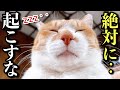 寝顔は天使なのに起きると暴君な猫｜外では超優等生