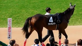 ルモンド、萩ステークスのパドック。現地映像、京都競馬場