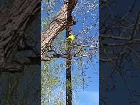 Seekerette is live! 25 year old willow tree coming down️hurricane winds made it unstable. 4/15/24