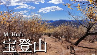 【宝登山】 今年の初登山は足慣らしがてら蝋梅散策！