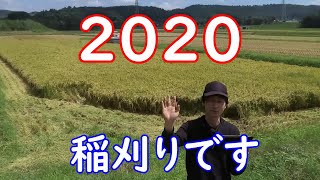 2020の稲刈りドローン撮影も