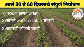 आले 30 ते 60 दिवसाचे संपुर्ण नियोजन|वरखत कोणते, फवारणी कोणती,water soluble कोणते, सविस्तर माहिती