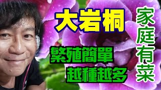 【家庭有菜】大岩桐的特殊繁殖方式，好看的花越種越多