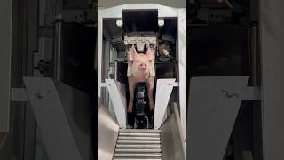 Inside A Slaughterhouse The Final Walk