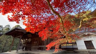 如法寺仏殿の紅葉2023　超超超超超完全版　〜愛媛県大洲市〜