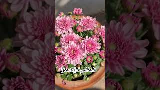 Beautiful guldadi #everyoneeverywhere #beautifulflowers #shotreel #viralvideo #followers #everyone