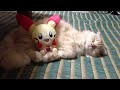 ポケモンのぬいぐるみと気持ちよく寝る猫　cat sleeping with stuffed pokemon