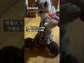 生後23日目。母猫がちゅーる食べてたら子猫もミルクの時間になっちゃった。 アメショ アメリカンショートヘア cat cats 子猫 猫のいる暮らし 猫のいる生活