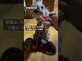 生後23日目。母猫がちゅーる食べてたら子猫もミルクの時間になっちゃった。 アメショ アメリカンショートヘア cat cats 子猫 猫のいる暮らし 猫のいる生活