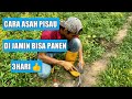 Toturial/cara mengasah pisau sabit biar tajam maksimal |hasil yang memuaskan 👌