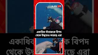 এবার বন্ধুত্ব করতে ছুটে এল ডলফিন