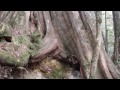 大雪山 11 7 木馬古道健行