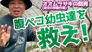 大量のはらぺこあおむし！オオムラサキ幼虫たちの大移動！