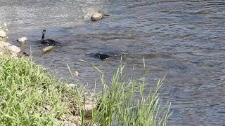 鳥が魚を捕食。カワウの狩りとカワセミホバリング