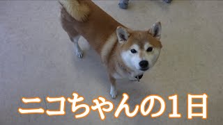 【柴犬】ニ子ちゃんトリミングオフショット［兵庫ペット医療センター 尼崎本院］Happy dog glooming