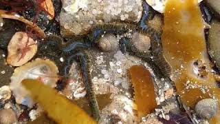 Ragworm, Ribbon worm and Broad Clawed Porcelain Crabs fighting, Ireland.