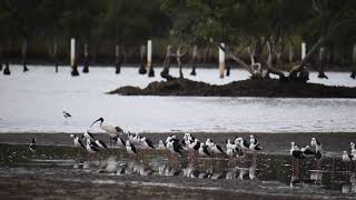 Pied Stilt \u0026 a Australian White Ibis roosting at SSS