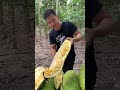 Jackfruit Video ~ Farm Fresh JACKFRUITS Eating and Cutting in my Village INDO #Shorts​ EP213