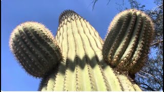 🌵Saguaro of the Day🌵: A CACTUS YOU WANT TO BE WITH 🫶🏻🥹❤️‍🩹 { I made this during rush hour! }