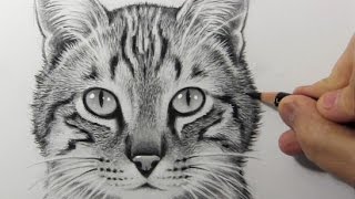 Drawing Time Lapse: Cat