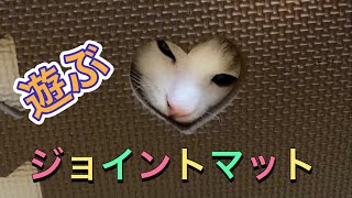 ジョイントマットで子猫と遊ぶ！【スコティッシュフォールド】