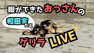 【犬７頭と暮らすおっさん】暇ができたおっさんのゲリラLIVE