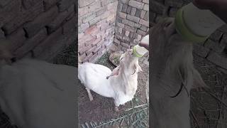 Goat Drink Milk 🍼 In Feeder #trending