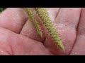 How clubmoss releases its spores