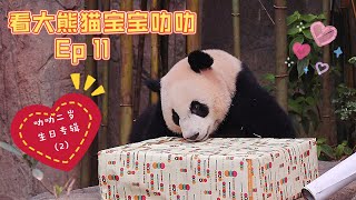 叻叻和妈妈一起吃竹子一起趴趴睡 Giant Panda Le Le 2nd Birthday Special 2 叻叻二岁生日专辑第2集 | Visit Le Le Ep11 大熊猫宝宝叻叻探访记11