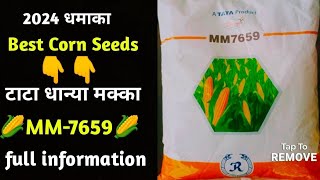 Tata Dhanya Makka MM 7659 || टाटा धान्या MM 7659 मक्का|| Tata Corn 🌽 ||Dhanya Maize 🌽 seeds