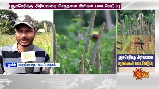 புதுச்சேரிக்கு அரியவகை செந்தலை கிளிகள் படையெடுப்பு  | Parrots | Birds | Pudhucherry | Sun News