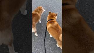 柴犬福 先輩柴と歩く柴犬🤣 Shiba-friend🤣#shorts #funny #funnydog #dogshorts #shiba #柴犬 #시바견