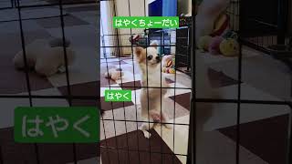 犬のちょうだいポーズ