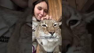 I found a lynx stuck in a fence, and I plan to rescue and adopt it