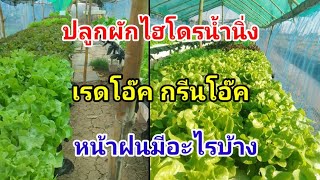 กรีนโอ๊คเรดโอ๊คช่วงฤดูฝน Hydroponics / #บ้านสวนกิตติธรา #ผักสลัด