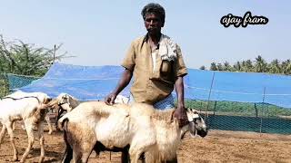 செம்மறி கிடா விற்பனை||semmari aadu valarpu in tamil