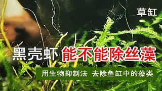 鱼缸里有丝藻怎么办，下黑壳虾，看看去除的效果