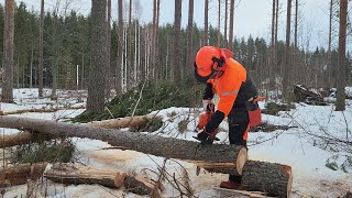 Männyn pätkiminen. Hommat jatkuu siitä mihin jäi. Husqvarna 545 Mark II