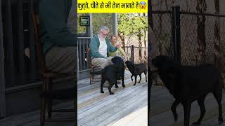 ये कुत्ता चीते से भी तेज भागता है 🤫 | 5 Amazing facts about Dog 😱 #shorts #facts #dog