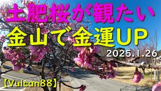 【Vulcan88で行く】20250126（西伊豆、土肥）土肥桜と土肥金山